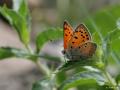 Lycaena asabinus (Anadolu Ateşgüzeli)